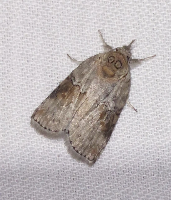 Nycteola asiatica - nyárfa-trapézbagoly