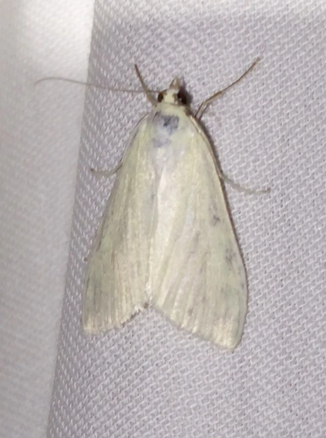 Sitochroa palealis - kénszárnyú dudvamoly