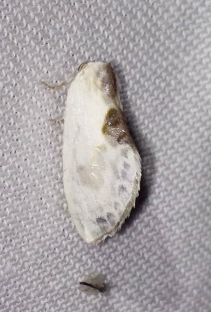 Cilix glaucata - törpe sarlósszövő