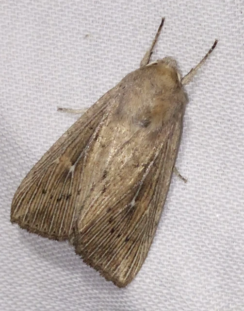 Leucania obsoleta - pontozott rétibagoly