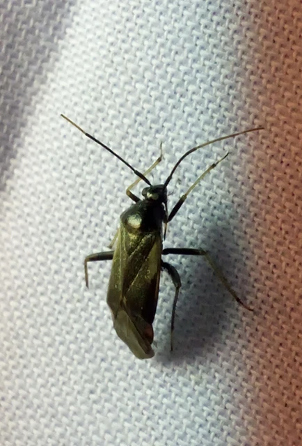 Adelphocoris seticornis - szegélyes mezeipoloska