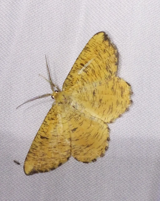 Angerona prunaria - sárga kökényaraszoló