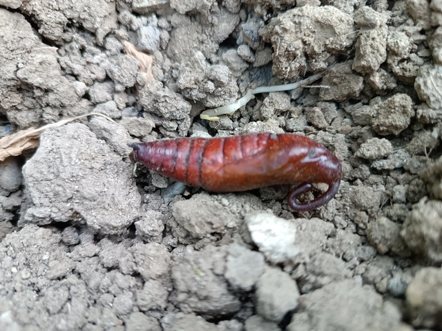 Agrius convolvuli - szulákszender