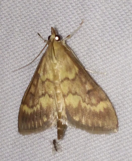 Ostrinia nubilalis - kukoricamoly