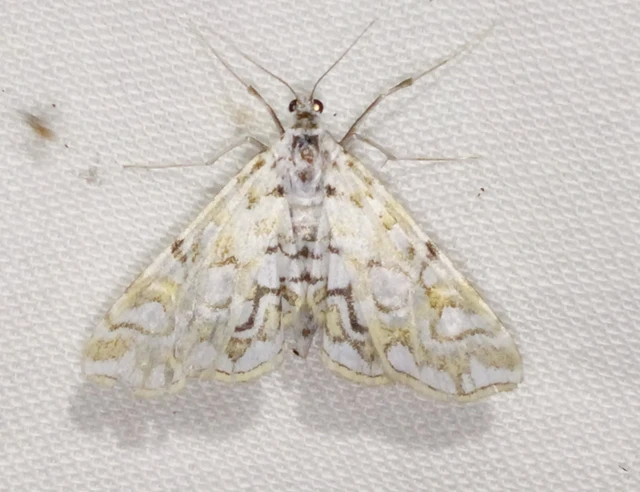 Elophila nymphaeata - tarka vízimoly