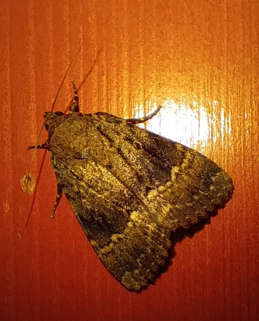 Amphipyra berbera/pyramidea