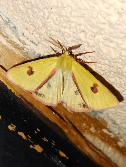 Diacrisia sannio - vörösszélű medvelepke