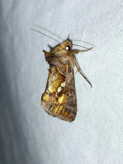 Chrysodeixis chalcites - déli aranybagoly