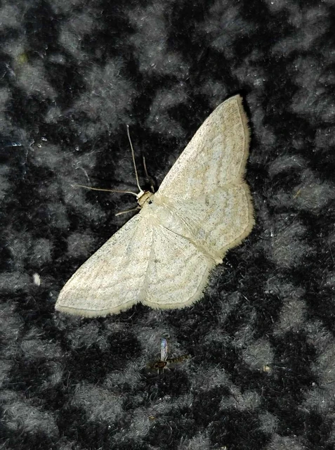 Scopula virgulata - vesszős sávosaraszoló