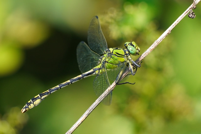 Ophiogomphus cecilia - zöld folyami-szitakötő