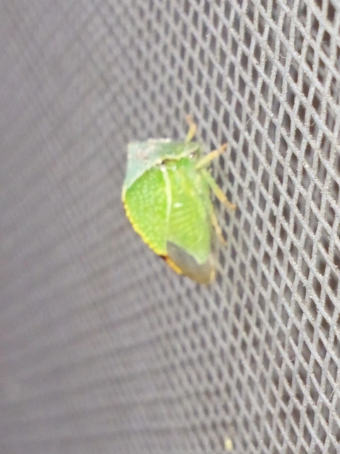 Stictocephala bisonia - bivalykabóca