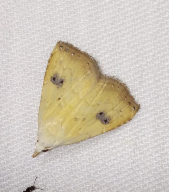 Rivula sericealis - selymes lórombagoly