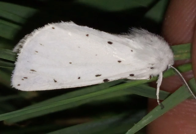 Spilosoma lubricipedum - tejszínű medvelepke