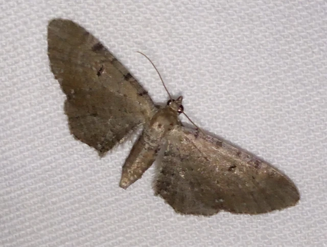 Eupithecia absinthiata - üröm-törpearaszoló