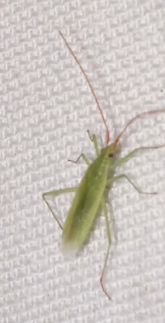 Trigonotylus