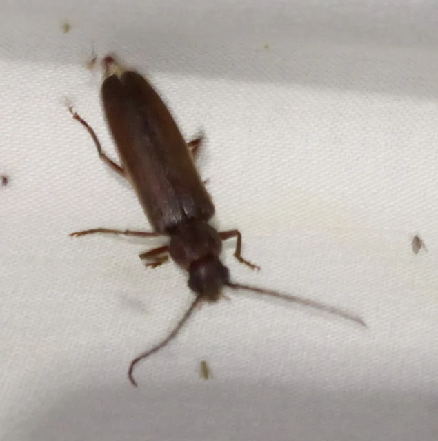 Arhopalus rusticus - gödrösnyakú cincér