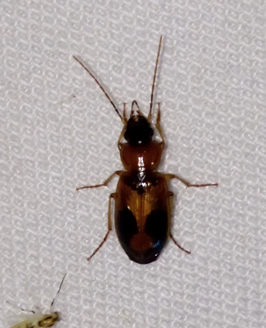 Badister meridionalis - közönséges posványfutonc