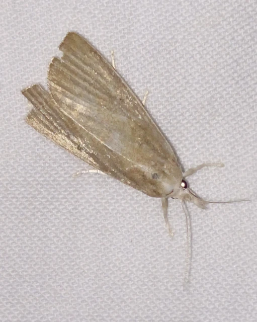 Calamotropha paludella - barna nádlevélmoly