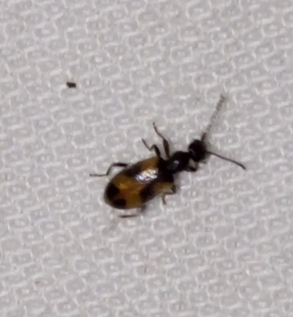 Anthicus antherinus - közönséges fürgebogár