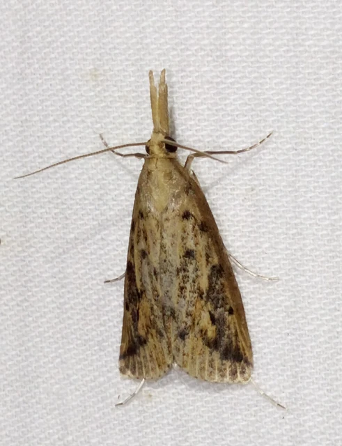 Schoenobius gigantella - óriás nádfúrómoly