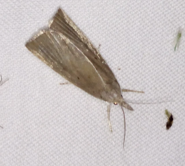 Calamotropha paludella - barna nádlevélmoly