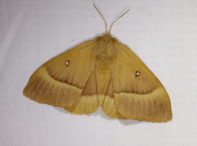 Lasiocampa quercus - tölgyfaszövő