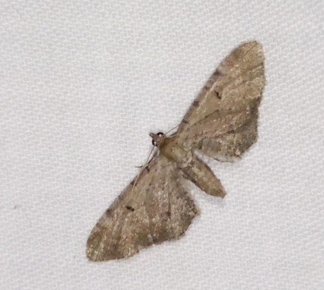 Eupithecia absinthiata - üröm-törpearaszoló
