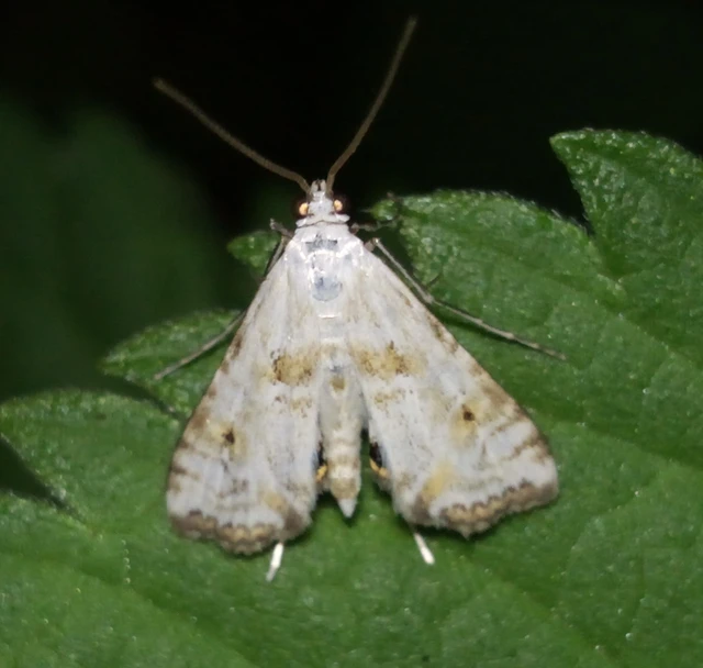 Cataclysta lemnata - békalencsemoly