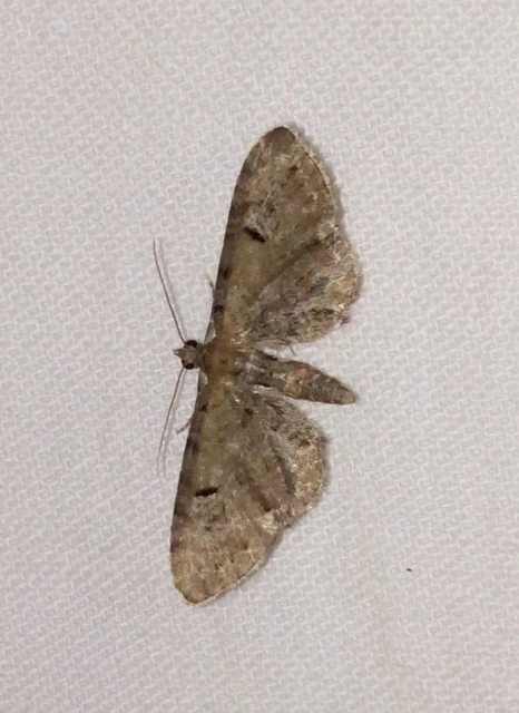 Eupithecia absinthiata - üröm-törpearaszoló