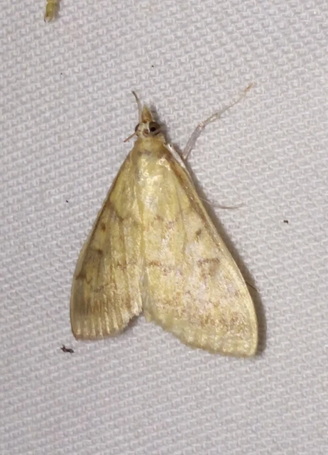 Ostrinia nubilalis - kukoricamoly