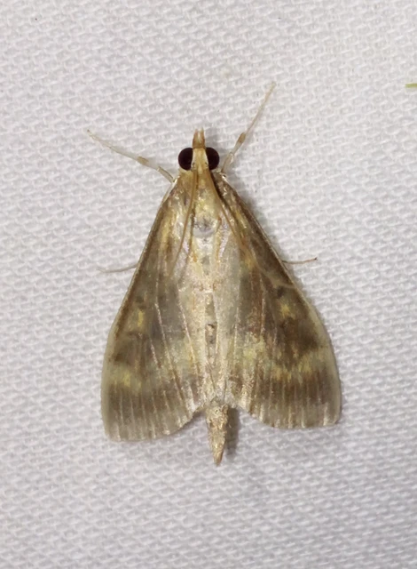 Ostrinia nubilalis - kukoricamoly