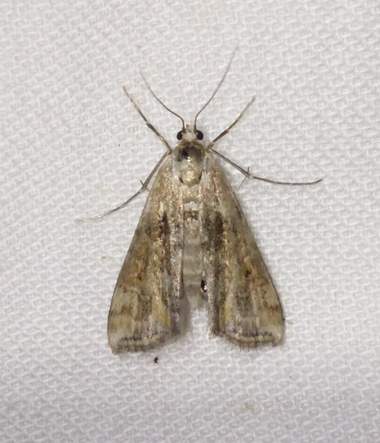 Cataclysta lemnata - békalencsemoly