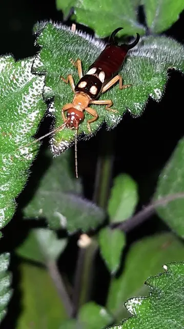Forficula smyrnensis - szmirnai fülbemászó
