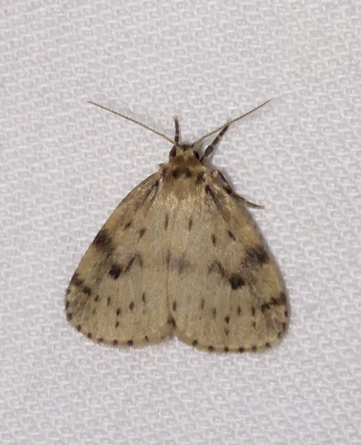 Thumata senex - mocsári medvelepke