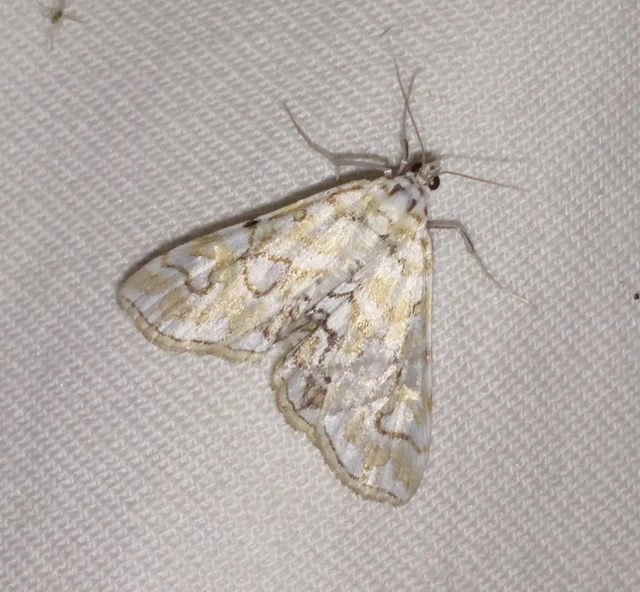 Elophila nymphaeata - tarka vízimoly