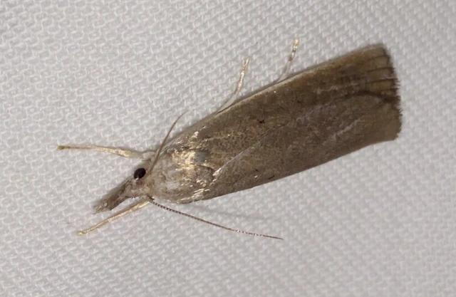 Calamotropha paludella - barna nádlevélmoly