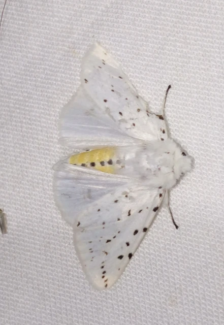 Spilosoma lubricipedum - tejszínű medvelepke