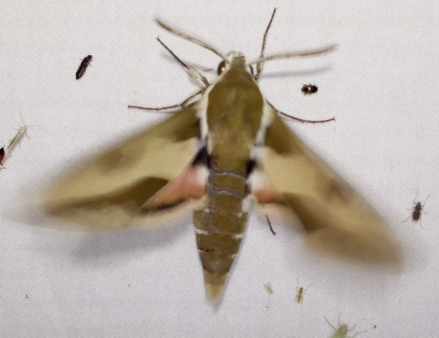 Hyles euphorbiae - kutyatejszender