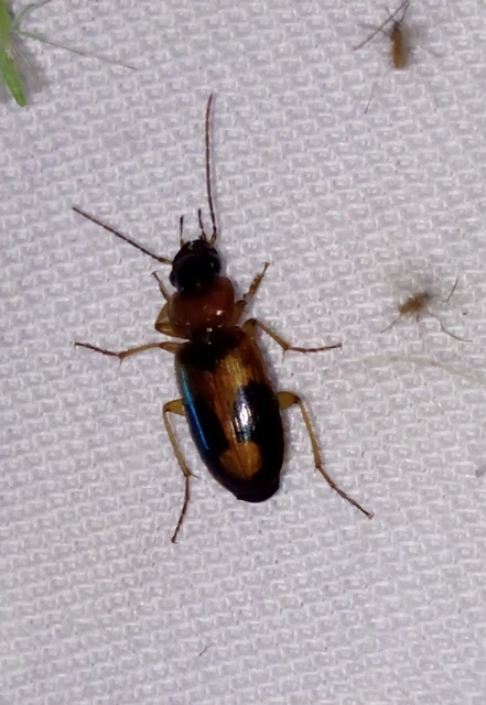 Badister meridionalis - közönséges posványfutonc