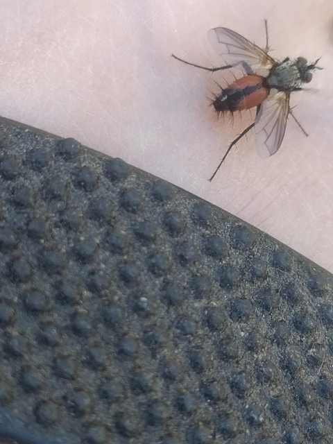 Tachinidae - fürkészlegyek