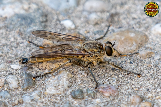 Philonicus albiceps