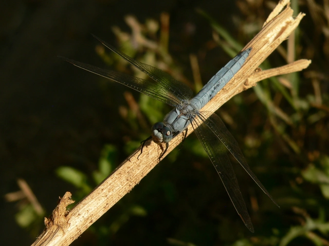 Orthetrum brunneum - pataki pásztorszitakötő
