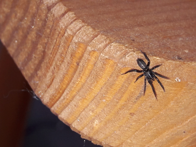 Gnaphosidae - kövipókok
