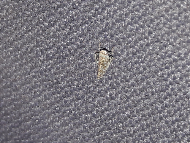 Orientus ishidae