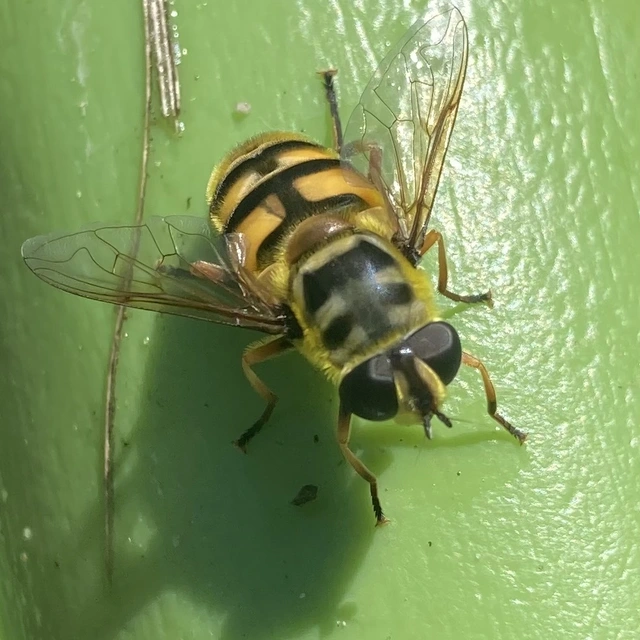 Myathropa florea - halálfejes odúlégy