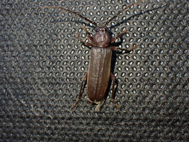 Arhopalus rusticus - gödrösnyakú cincér