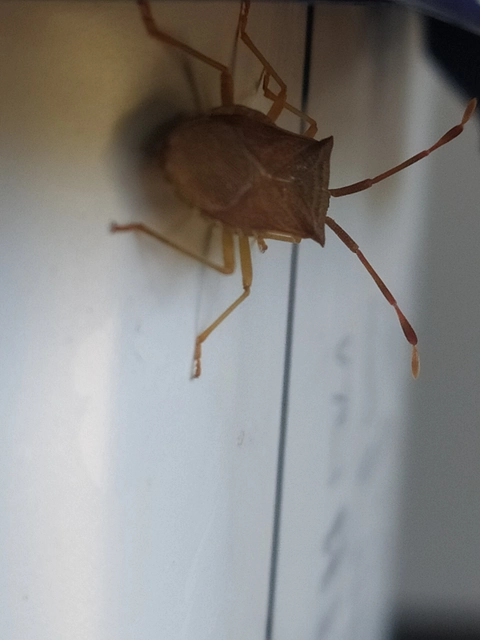 Gonocerus acuteangulatus - aranypetés karimáspoloska