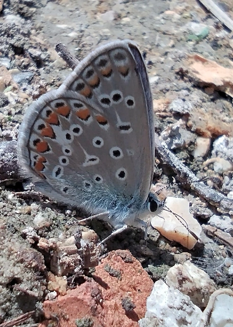 Polyommatus icarus - közönséges boglárka
