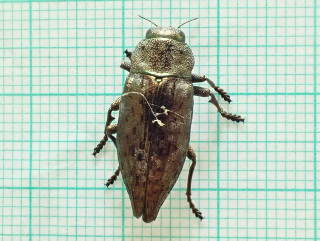 Dicerca berolinensis - bükkfa-díszbogár