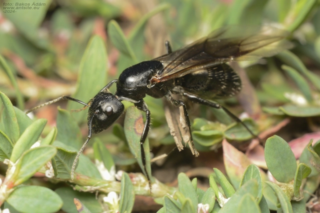 Camponotus vagus - fekete lóhangya